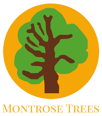 Montrose Trees Tree Surgeon Essex 