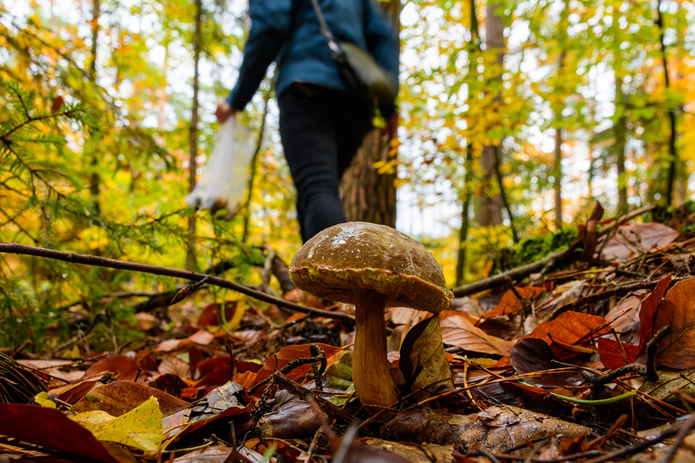 mushroom in forest with a forager searching in the background