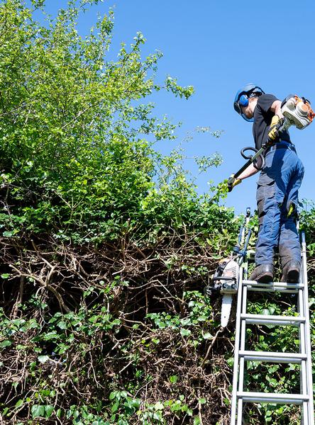 Hedge maintenance with our Tree Surgeon in Essex