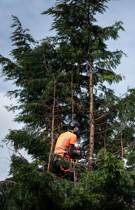 Tree Reductions and pruning with our Tree Surgeon in Essex