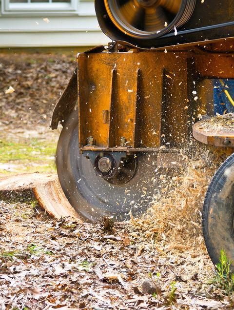 Stump grinding with our Tree Surgeon in Essex